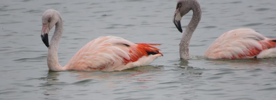 Depuis Cordoue : Parc national d'Ansenuza