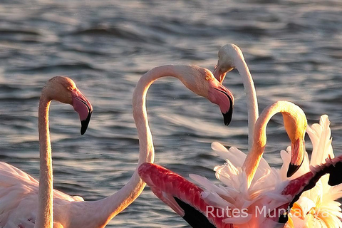 Ebro Delta: Birding and Bird Photography in a Van