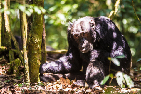3-Day Kibale National Park Chimpanzee Tour
