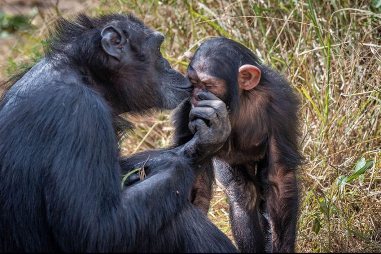 Nairobi: Ol Pejeta Conservancy Overnight Safari Nairobi: Ol Pejeta Conservancy Overnight Safari