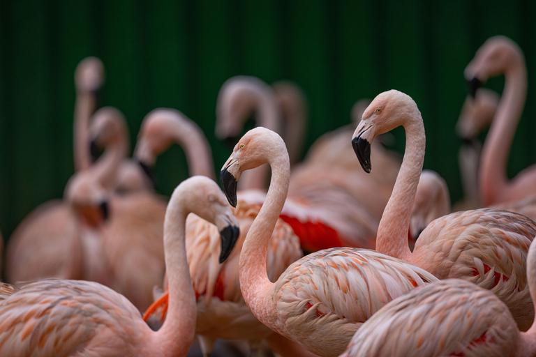 São Paulo : billet d'entrée pour le zoo de São Paulo