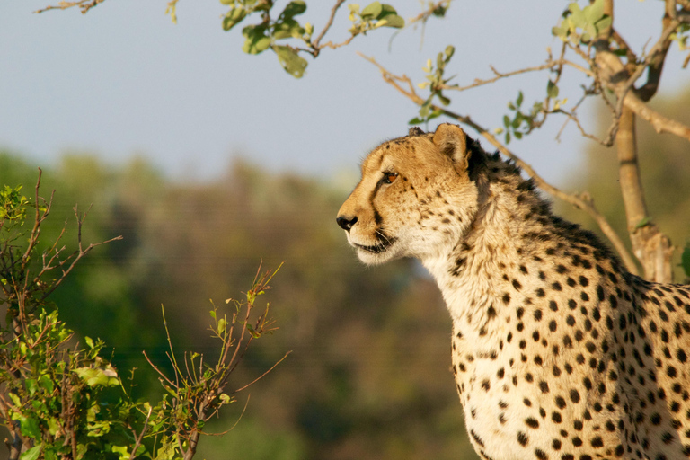 Luxury Kruger National Park: Safari &amp; Panorama Route