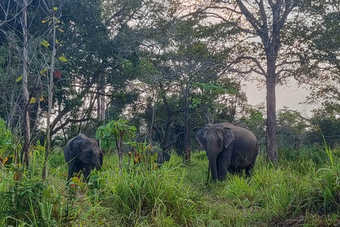 Trincomalee: Minneriya Safari & Sigiriya/Dambulla Transfer
