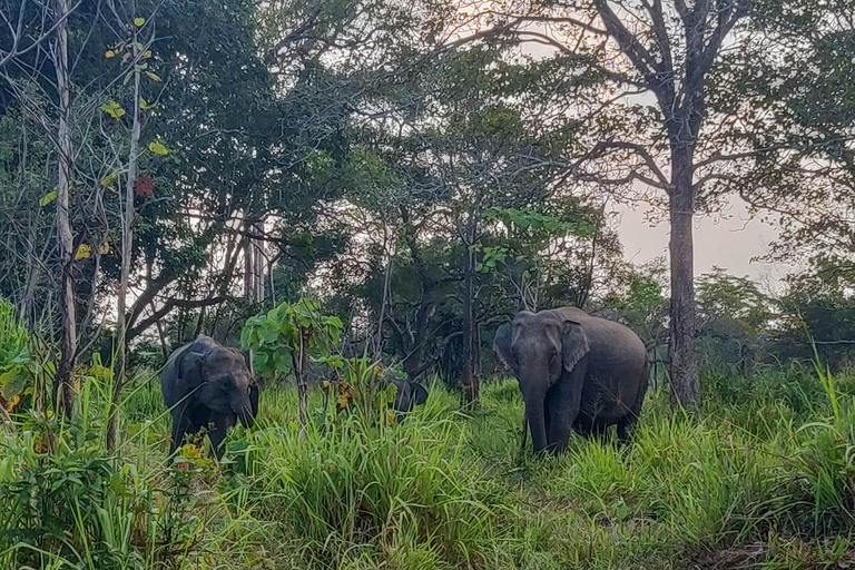 Trincomalee: Minneriya Safari & Sigiriya/Dambulla Transfer