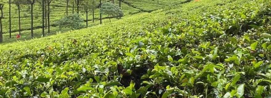 Ooty en une journée : jardins, lac et marché local