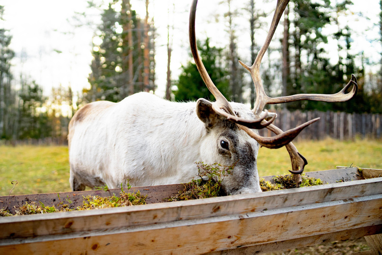 Rovaniemi: Husky & Reindeer Experience with Transfers