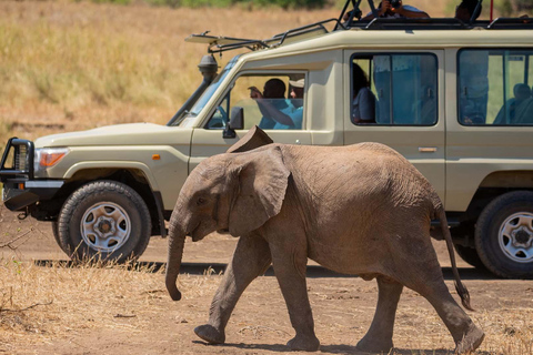 5 dagars safari i Amboseli, Tsavo West &amp; East med SGR /Mombasa