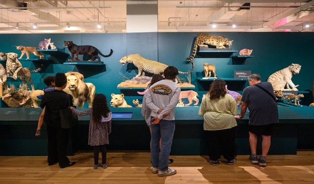 Royal Ontario Museum Revealed: A Guided Tour Through History