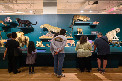 Le Musée royal de l&#039;Ontario dévoilé : Une visite guidée à travers l&#039;histoire