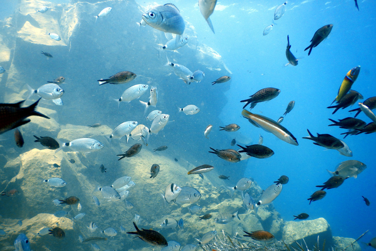 Scuba Diving in the Volcanic Caldera/shorelines of Santorini