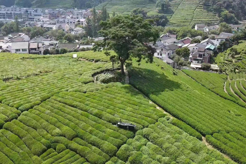 Hangzhou: Tea Picking, Roasting, and Fan-Making Experience Premium Tea Picking, Drone & Lacquer Fan Experience