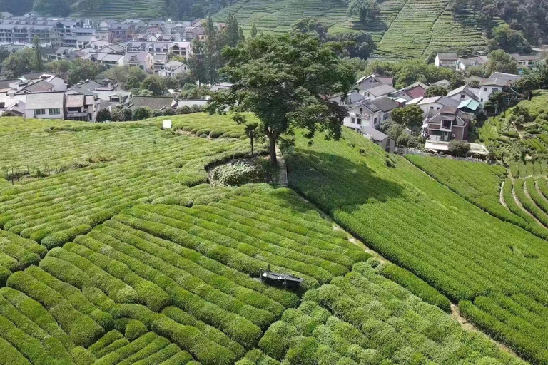 Hangzhou: Tea Picking, Roasting, and Fan-Making Experience Premium Tea Picking, Drone & Lacquer Fan Experience