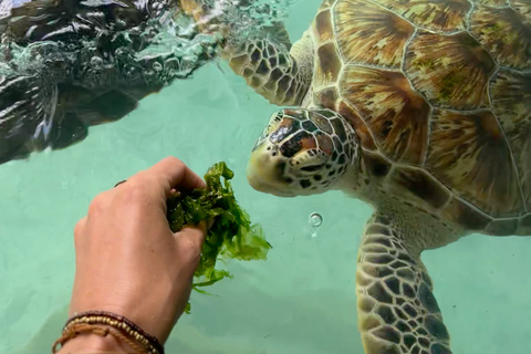 Jozani Forest Monkeys & Salaam Cave Turtles with Lunch