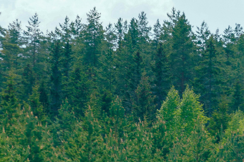 Vilnius: Forest Horseback Adventure for Two
