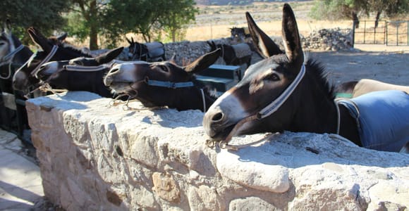 Paphos/Limassol: Donkey Farm Day Trip with Lunch & Tastings