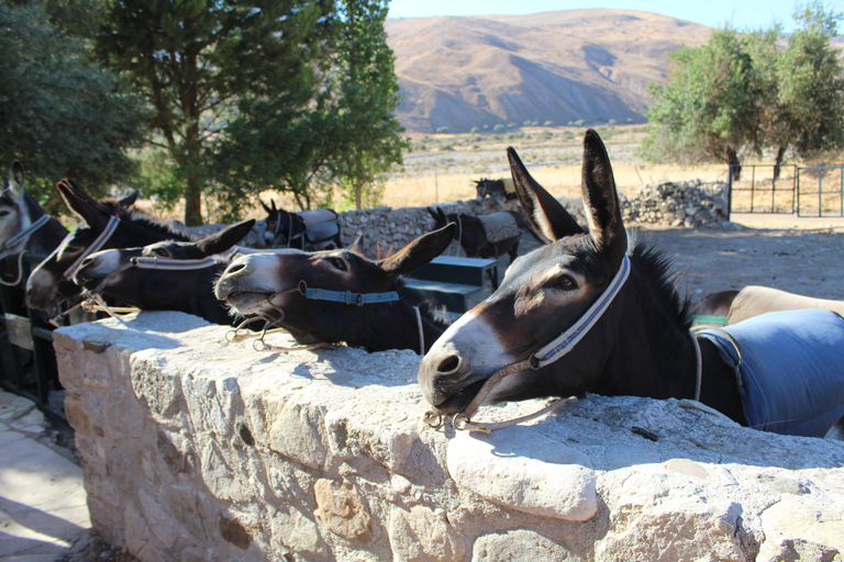 Paphos/Limassol: Donkey Farm Day Trip with Lunch & Tastings Pickup in Paphos and Chlorakas