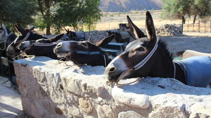 Paphos/Limassol: Viagem de 1 dia a uma fazenda de burros com almoço e degustações