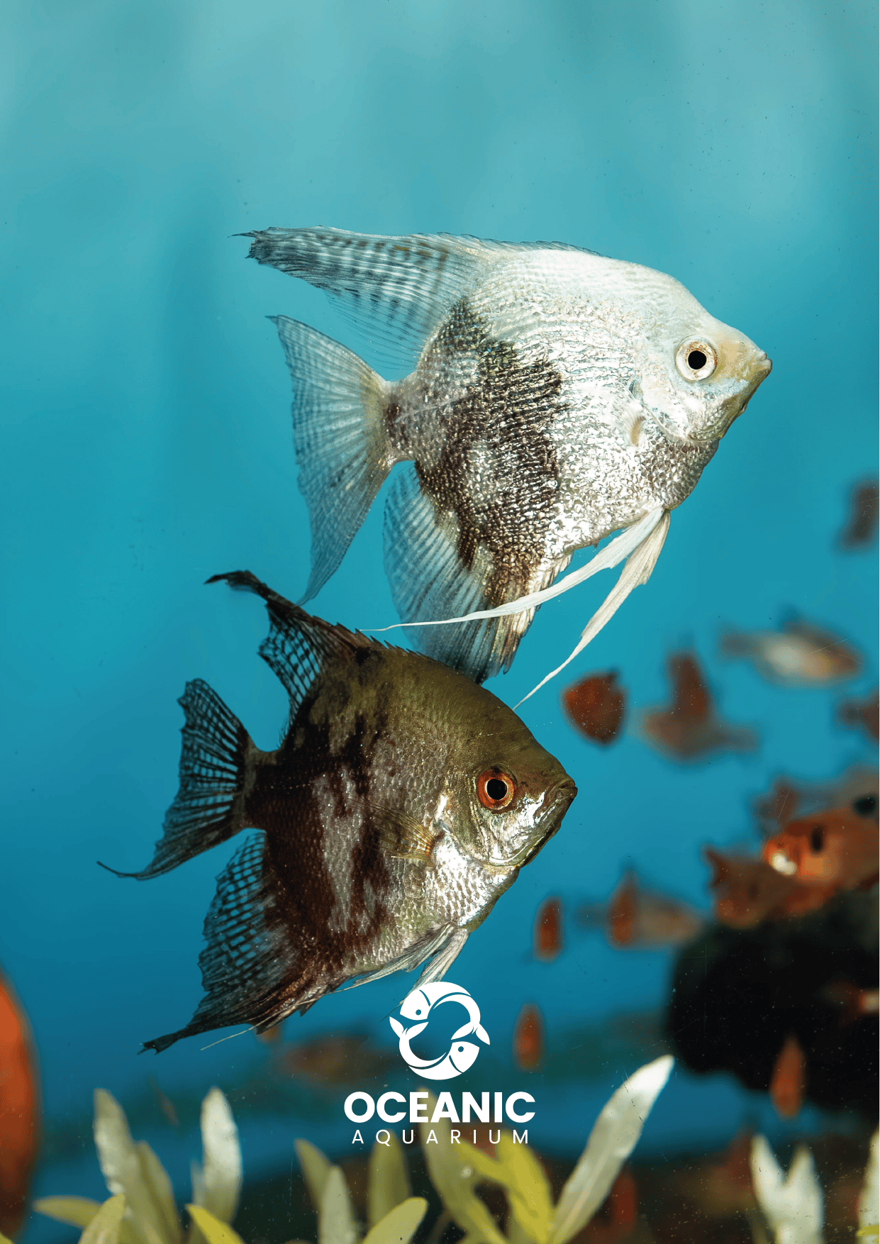Balneário Camboriú: Eintrittskarte für das ozeanische Aquarium