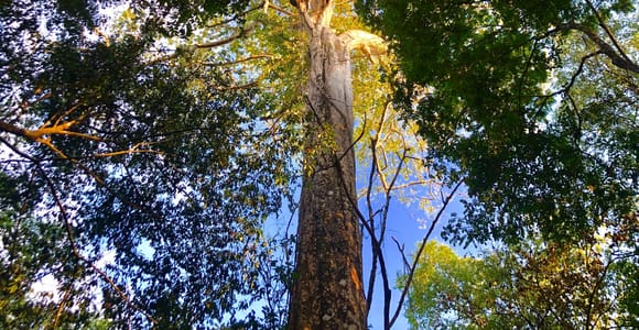 Esquipulas Bird Paradise Nature & Culture Experience