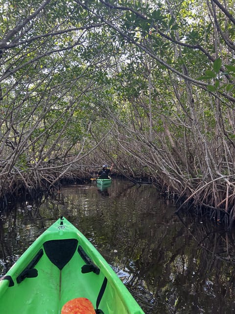 Naples, FL: Manatees, Grasslands and Mangroves kayak Tour | GetYourGuide