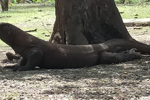 Bali: 1-dniowa wycieczka na wyspę Komodo z lotem z Bali