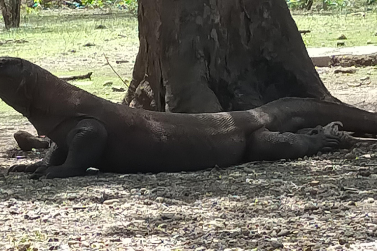 Bali: 1-dniowa wycieczka na wyspę Komodo z lotem z Bali