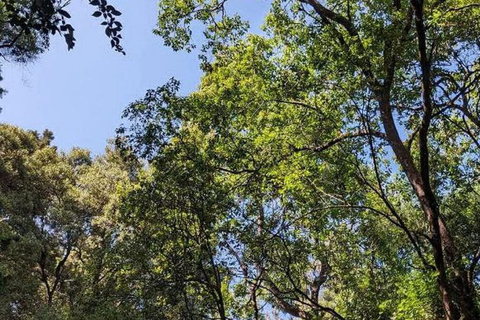 Tagestour im Suba-Park – Alte Wälder, Wildtiere &amp; NaturwanderungenTagestour im Suba Park – Alte Waldtiere &amp; Naturwanderungen