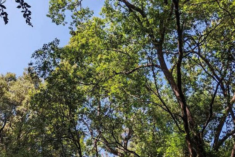 Tagestour im Suba-Park – Alte Wälder, Wildtiere &amp; NaturwanderungenTagestour im Suba Park – Alte Waldtiere &amp; Naturwanderungen