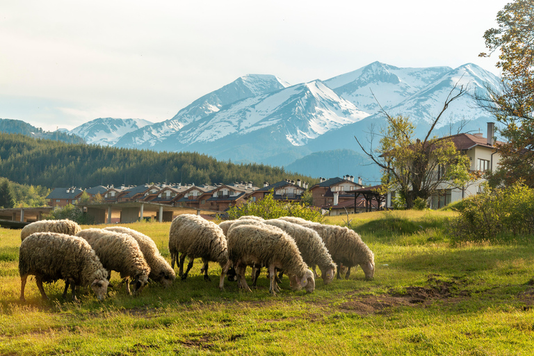 Bansko: 7-Day Christmas or New Year Ski Guided Escape