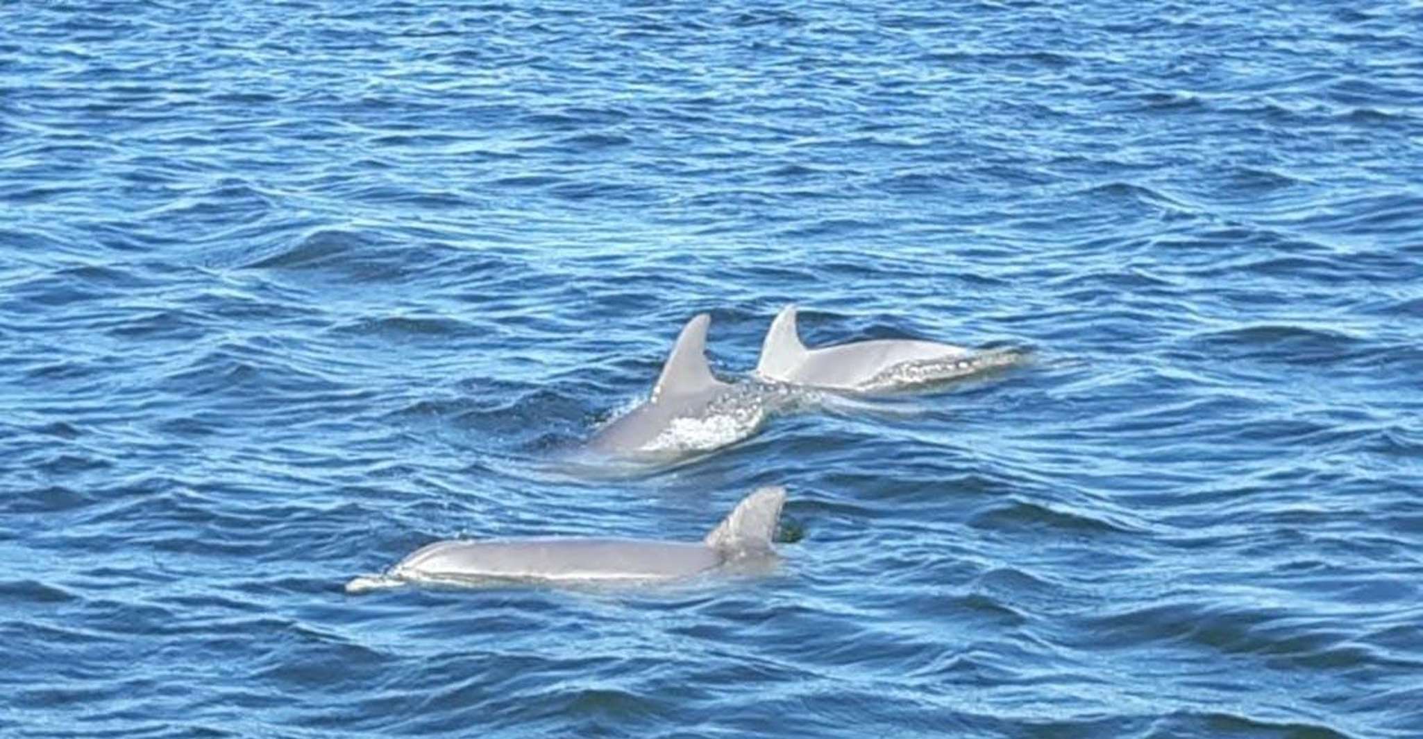 Delphin y Nature Eco Tour de 2 horas desde Orange Beach - Housity