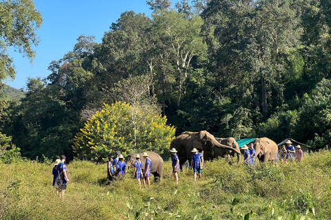 Chiang Mai : Nouvelle maison des éléphants Programme de soins aux éléphantsAvec transfert depuis la ville de Chiang Mai