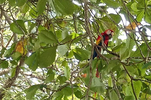 Playa Hermosa: Monkey, Sloth & Beach Adventure