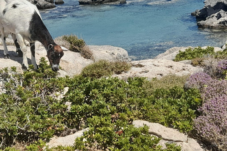 Excursión de un día a la playa privada de Elafonissi y Falassarna (con SUP)elaf falas