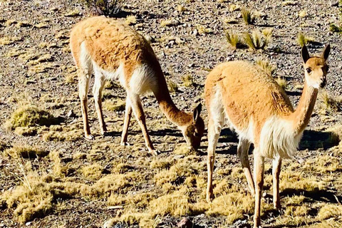 Pillones Waterfall & Stone Forest | Visit Arequipa Beauties
