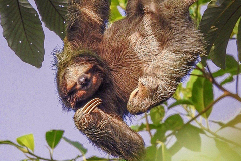 La Fortuna: Bogarin Trail Sloth-Watching Tour with Guide La Fortuna: Bogarin Trail Night Tour with Guide