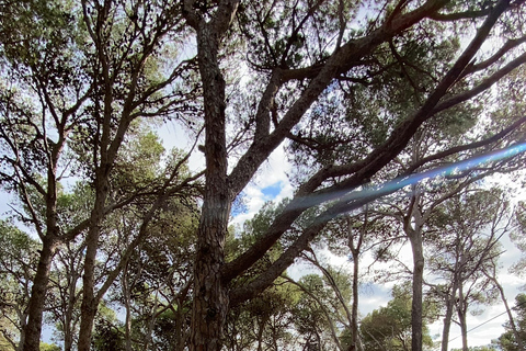 Depuis Barcelone : Circuit de randonnée Costa Brava et Camino de RondaVisite partagée