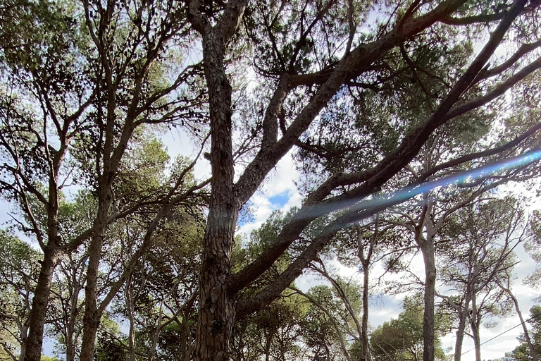 Depuis Barcelone : Circuit de randonnée Costa Brava et Camino de RondaVisite partagée