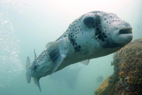 San Jose del Cabo Snorkeling Tour