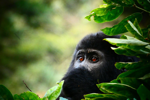 Trekking di 2 giorni con i gorilla a Bwindi da Kigali