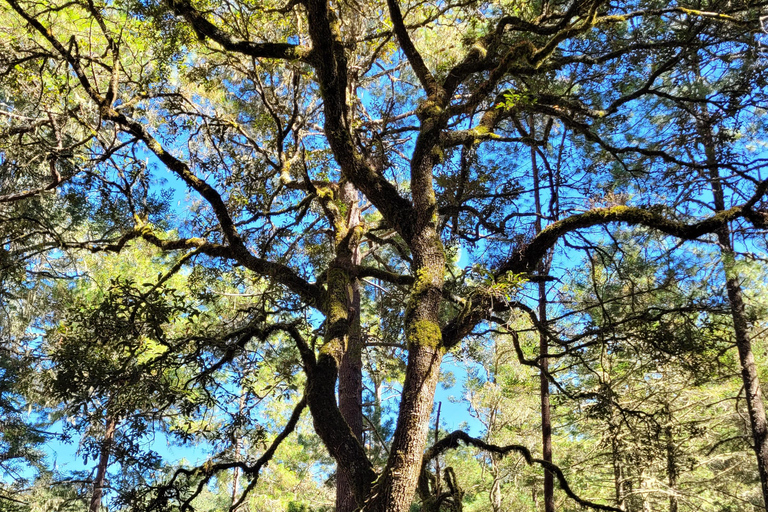 Oaxaca: Sierra Norte Ixtepeji Guided Hike & Lunch, Half-Day