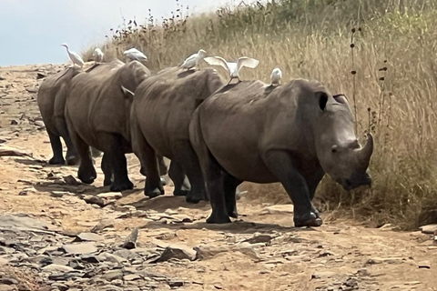 Escursione di un giorno al Parco Nazionale del Lago Nakuru da Nairobi