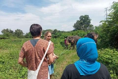 Phuket: Paseo ecoguiado con el Santuario Ético de ElefantesPhuket: Eco Tour guiado a pie con otros Recogida en el hotel