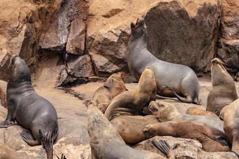 Lima: Wyspy Palomino na jachcie z pływaniem z morskimi lwamiLima: Jachtem na Wyspy Palomino i pływanie z morsami