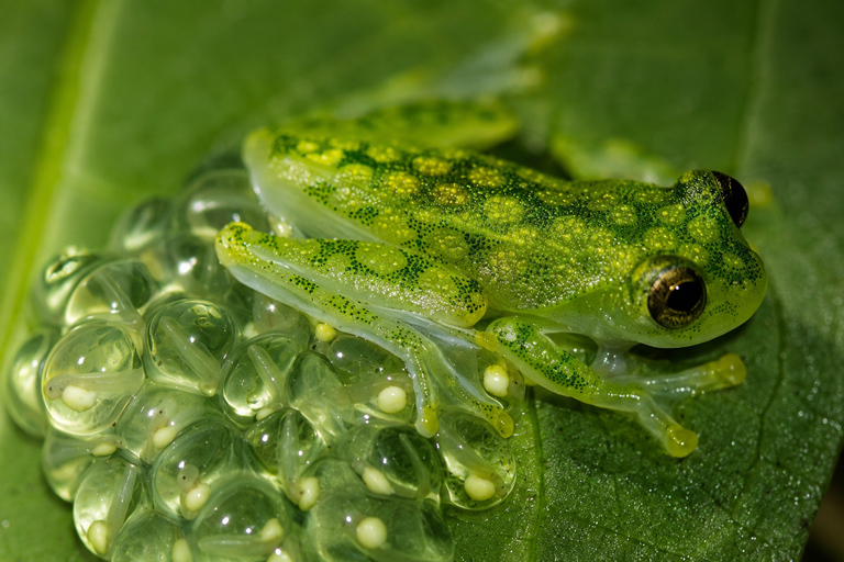 Night Walk La Fortuna: Private Rainforest Guided Wildlife