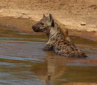Port Elizabeth, Addo Elephant Park Safari Tour de día completo - Housity