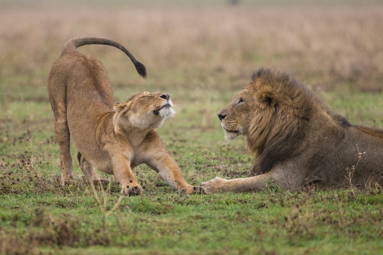 Nairobi National Park: Early Morning / Afternoon Game Drive