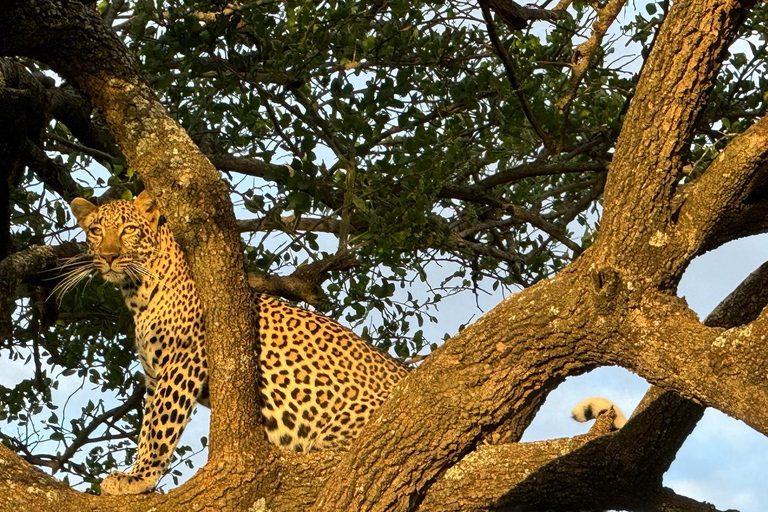 Tour di un giorno del Parco Nazionale di Nairobi e del Centro delle Giraffe