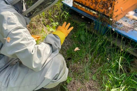 Experience beekeeping in Manchester
