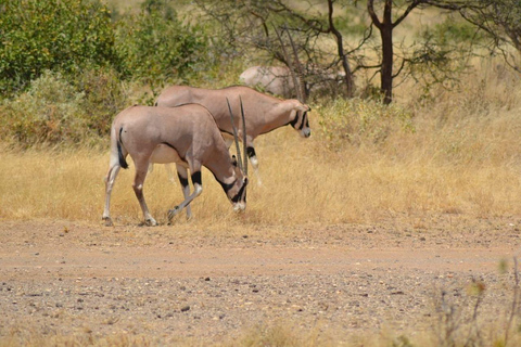 3 Days, 2 nights safari to Samburu National Reserve 3 Days private safari in a 4x4 Landcruiser jeep