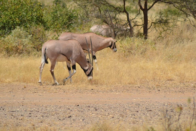 3 Days, 2 nights safari to Samburu National Reserve 3 Days private safari in a 4x4 Landcruiser jeep